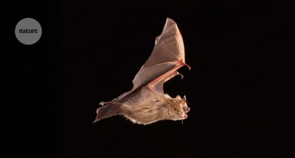 Newly Discovered Bat Virus