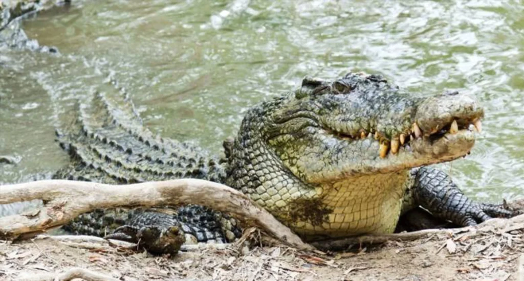 Pakistan Launches Crocodile Farming