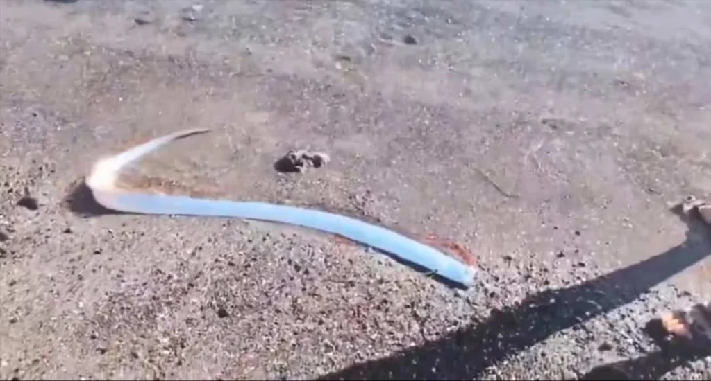Deep-Sea Creatures Mysteriously Washing Ashore