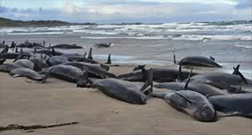 Deep-Sea Creatures Mysteriously Washing Ashore