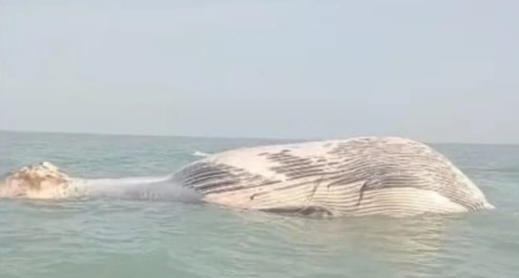 blue whale