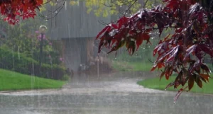 Heavy Rain Alert Issued