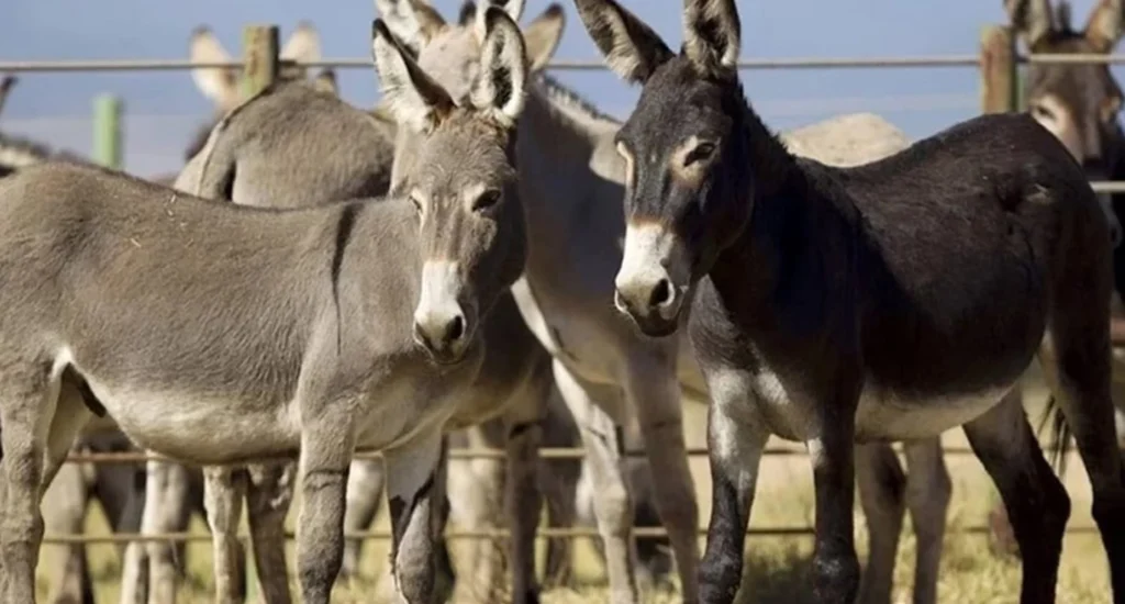 Donkey Meat Export