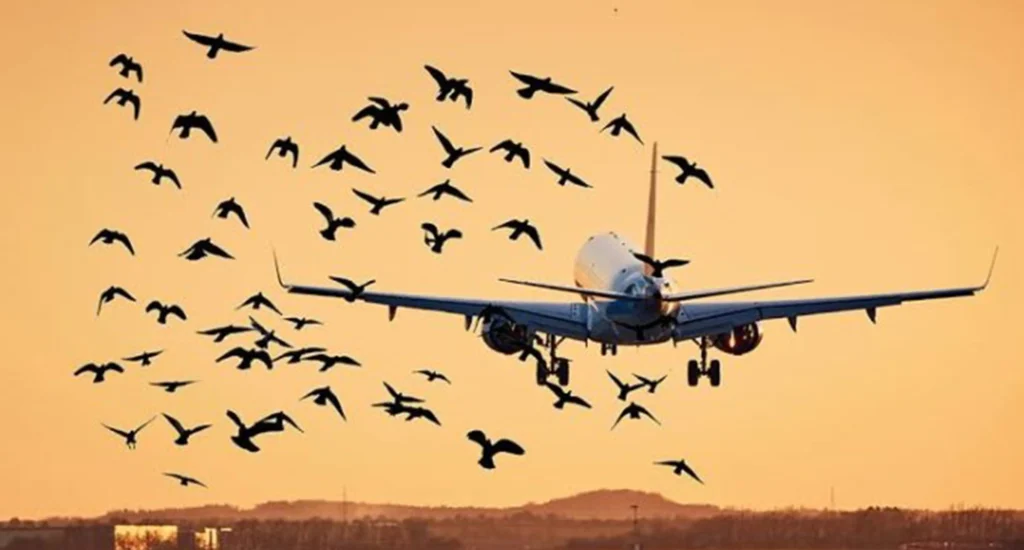 Bird Strike Prevention