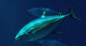 Tuna Export Growth