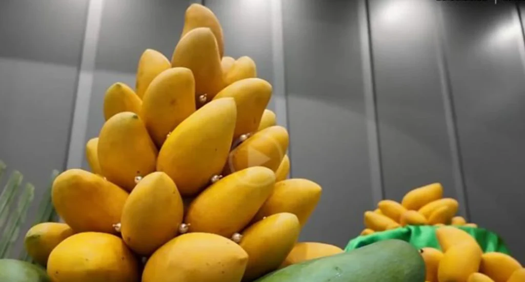 Pakistani Mango Festival China